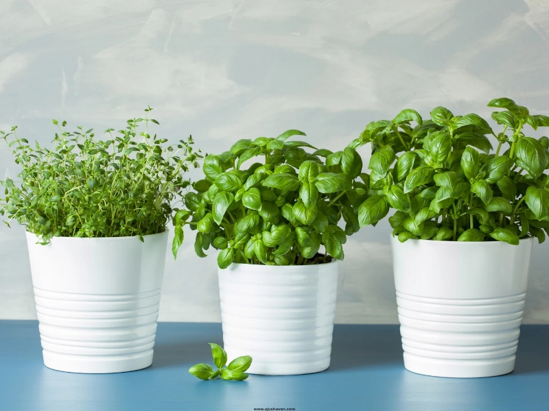 Potted-herbs-as-a-functional-centerpiece.