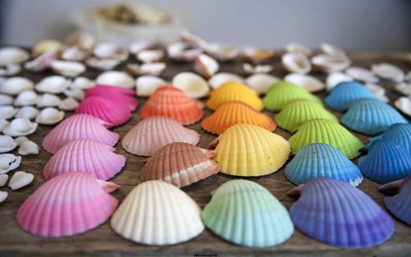 Seashell-Craft-for-Preschool.